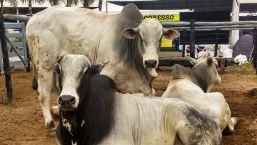 Final de mês afeta ritmo de negociações no boi gordo